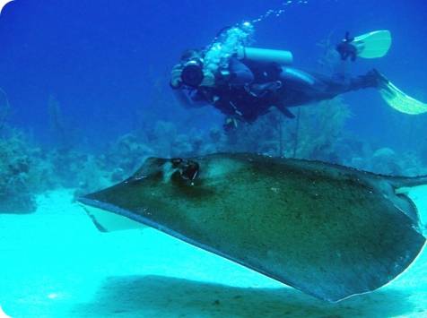 Saona eiland - underwaterworld