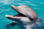 ocean-world-dolphin-swim-in-puerto-plata thumbnail