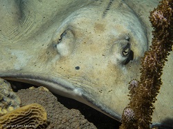 stingray