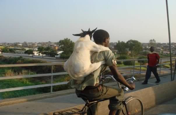 Transportation Dominican Republic Goat