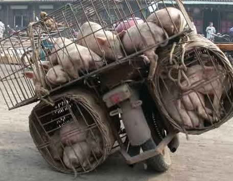 Pig transportation