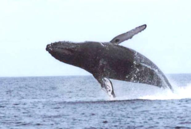 whale tour samana thumbmail