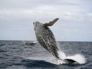 whale tour samana